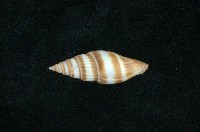 藏品(丁蠣)的圖片